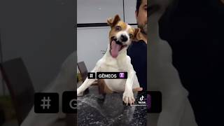 Me conta aí qual cachorrinho te representa kkk