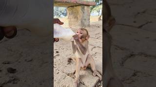 Cute baby monkey drinking milk 🍼🍼🍼🐵🐵🐵 #monkeyvideo #bandar #monkey 0670