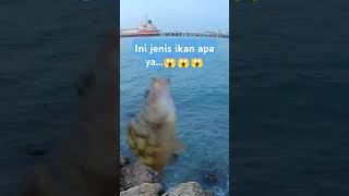 Dapat ikan sultan😱😱😱#vidioshort #mancing #viralvideo