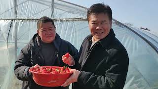 Petik Strawberry di Lembang (Taizhou)