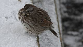 Sparrows in the Snow Around the Old Wood Fence