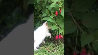 White Kitten Is Playing With Flowering Plant..#animals#cat #kitten#catlover#shorts#short #viral