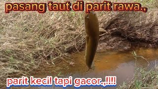 pasang taut di parit kecil tapi gacor.,!!!!