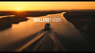 A look into the 80yr+ history of Mallard Farms | Fish Conservation Bank