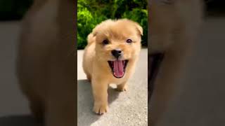 Like, cute puppy playing with chicken, cool | Duoyin (Tik Tok) chinese