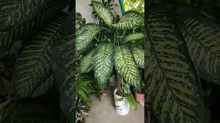 Dieffenbachia💚🌿🌱, #plantshorts #gardening #plantlife #shorts #gardeningshorts #plants #growingplants