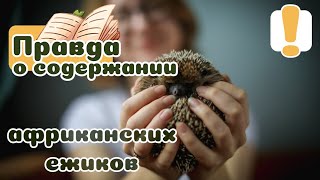 20 фактов о содержании ёжика