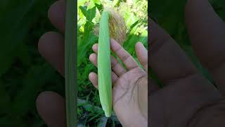 Babycorn 2024 #gardening