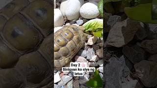 Day 2 🌸:binigyan ko siya ng letus,🐢 🐢 #youtubeshorts #trend #animals #turtle #feeding #shorts #pets