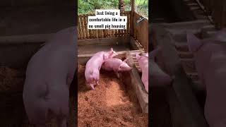 Baboyang walang amoy set up -pig’s daily life