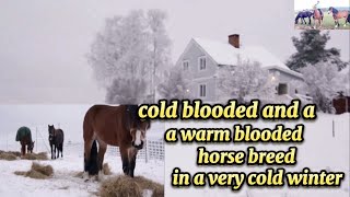 THE DIFFERENCE OF COLD BLOODED TO WARM BLOODED HORSE BREED