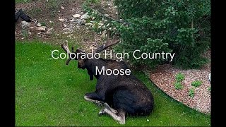 Visit Colorado and see Moose! #colorado #wildlife