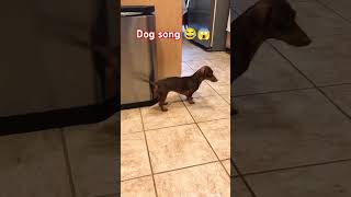 Song and Dog #india #funny #italy #funnyanimal #everyone #song #shorts #ytshorts #trending