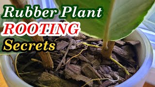 Watch This and You Will Know How to Grow Rubber Tree Plant (Ficus Elastica) from Cuttings (橡胶树生根的窍门)