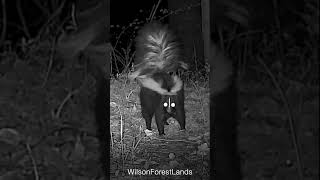 Skunk Caught Being Cute On Trail Camera