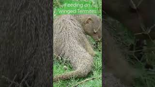 Indian grey mongoose feeding on winged termites| #indianwildlife #nature #foodie #mongoose #termites