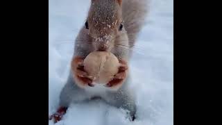 How much food does a squirrel need to overwinter?