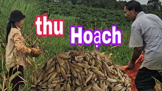 thu Hoạch VƯỜN NGÔ Đầu Tiên...và  KẾT QUẢ ..Bất ngờ...