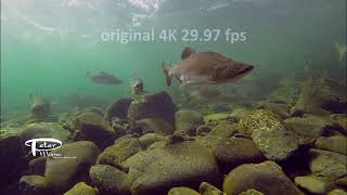 Pink and chinook salmon underwater footage Vancouver Island