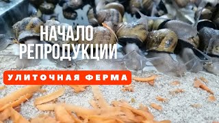 Репродукция улиток Мюллер |  С чего начать сезон? | Ферма улиток Снэйлсэко