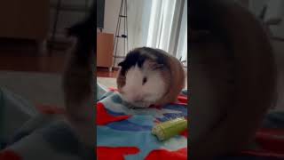 Guinea pig looks like she’s begging when cleaning herself