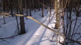 следы  тетерева    traces of black grouse.