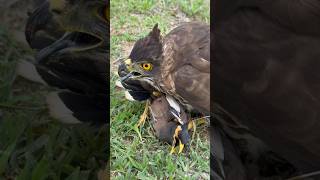 Falcon Hunting Birds #birds #wildlife #falcon #eagle #hawk #animals #shorts #hunting #attack