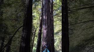 Peaceful view of redwood trees from a hammock - -Limekiln State Park, CA   #familyvacation