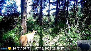 Cow Elk and Calf Trail Camera Video