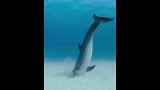 Drunk dolphin #ocean #sea #dolphin #shorts