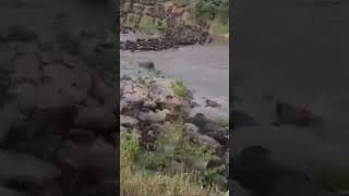 Great Migration of wildebeests Crossing Mara River