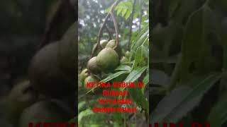 KETIKA KEBUN DI RUMAH HUTAN PANEN BANYAK BUAH #rumahhutan #kebun #mangga #jeruk #kedondong