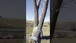 Last ash tree standing on this property   #farmlife #lumber #firewood #sawmill #chainsawman