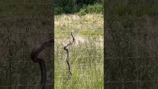 snake trying to climb electric fence #snake