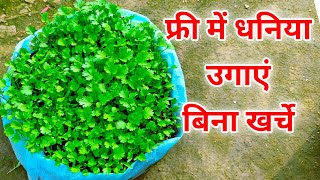 फ्री मे धनिया उगायें / धनिया कैसे उगाए / How To Grow Coriander at Home / Dhaniya kaise ugaye kab uga