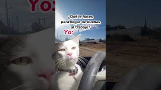 #gatos #mexico #trabajo #cat #poder