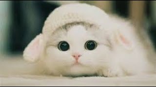 Cute cat pt 1 #shorts #ytshort