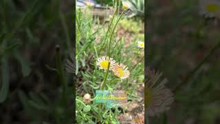 A short hike around the Lady Bird Johnson Wildflower Center