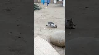 کائٹ سفید بلی چاول کی روٹی Cute blli