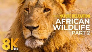 Incredible Nature and Wildlife of Botswana in 8K - Immersive Journey to the Heart of Africa - Part 2