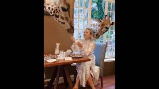 Giraffe Best Animals compilation 2021| #shorts | Top Viral Animal Videos