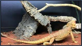 Bearded Dragon Running, Digging, Climbing, and Exploring his Bioactive Enclosure | Reptiles Uncut