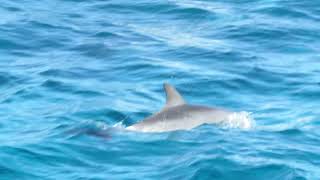 Red sea dolphins