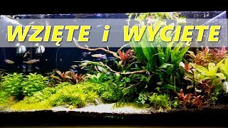 Wzięte i wycięte akwarium - ogoliłem ziemniaka