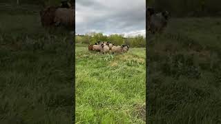 Как нужно овечек звать?🐑🐑🐑