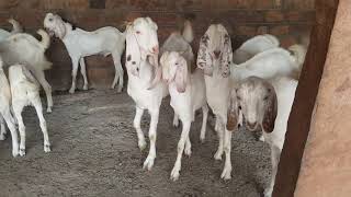 Qasmi goat faram sojat pipar city jodhpur Rajasthan