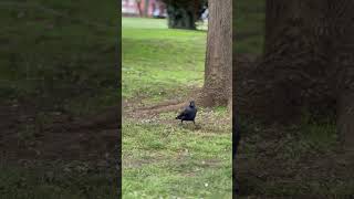 Pair of Jackdaws - Bird Watch Dairies