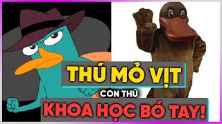 Thú mỏ vịt - con thú KHOA HỌC BÓ TAY!! [Dưa Leo DBTT]