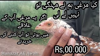 How to buy aseel murga | Aseel Murga ki Pehchan | Pure Aseel Murgi Ki Pehchan | Thailnd Vs Minawali