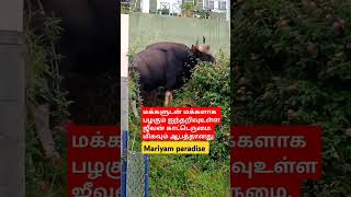 Bison #shortyoutube #tamilmotivation #shortsviral #shortfeed##tamil